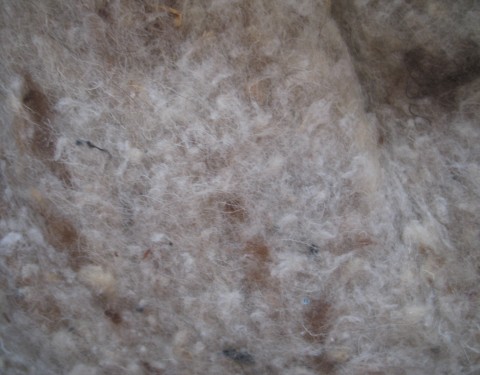 Semaine 49 – La laine de mouton